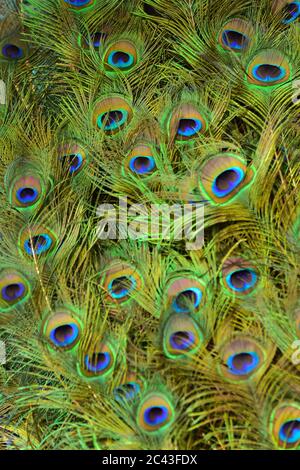 Les modèles colorés de milliers d'oiseaux magnifiques. Banque D'Images