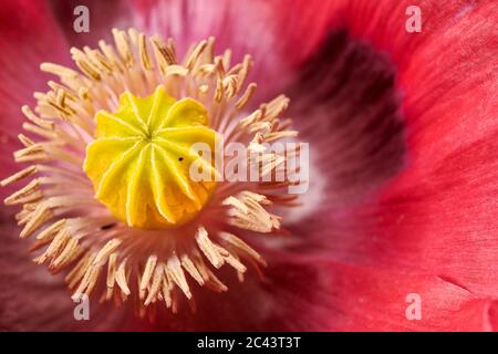 Coeur de la fleur du pavot à opium (papaver papaveraceae). Banque D'Images