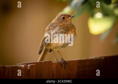 Un robin est installé sur une clôture dans un jardin anglais. Banque D'Images