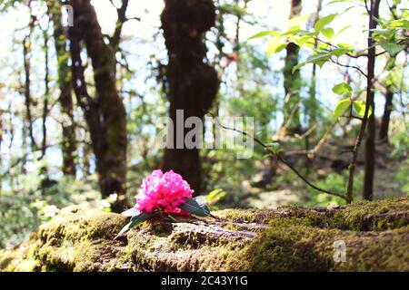 une belle fleur rouge de burans (rhododendron arboreum) dans les bois. Banque D'Images