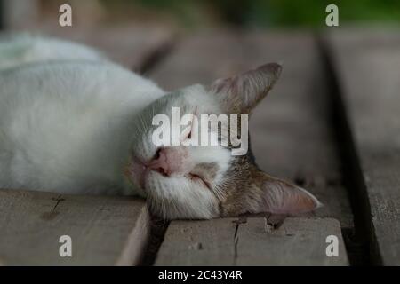 Portrait de chat dormant sur un vieux parquet, gros plan Banque D'Images
