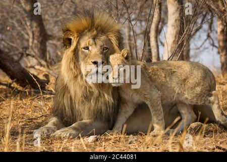 Portrait horizontal du père et du lion de bébé avec le lion mâle allongé sur l'herbe jaune sèche et le lion cub debout près de lui dans le parc Kruger Sou Banque D'Images