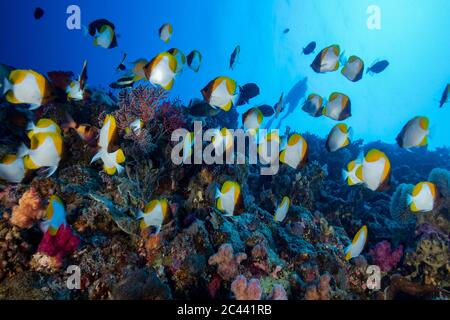 Palau, École de butterflyfish de la pyramide jaune (Hemitaurichthys polylepis) Banque D'Images