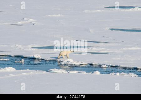 Ours polaire solitaire (Ursus maritimus) traversant la neige dans la région du pôle Nord Banque D'Images