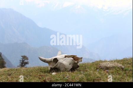 Squelette de la tête de la vache, dans la prairie de l'Himalaya inférieur. Banque D'Images