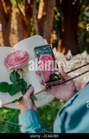 Livre de la main de femme, rose rose fleur et smartphone avec photo de rose fleur Banque D'Images