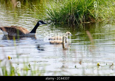 Bernache du Canada avec des poussins nouvellement éclos, nageant dans l'eau, poussins jaunes doux Banque D'Images