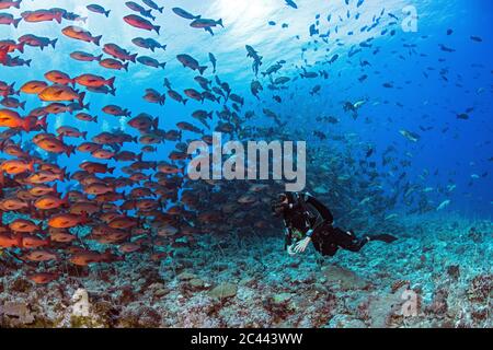 Palau, Shark City, Douvres avec frai de vivaneau rouge Banque D'Images