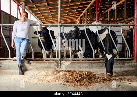 Une agricultrice debout près de vaches mangeant du foin dans une ferme laitière Banque D'Images