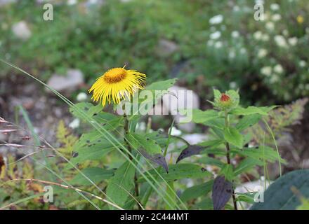 une belle fleur jaune (de panééléamée indienne) avec des feuilles. Banque D'Images