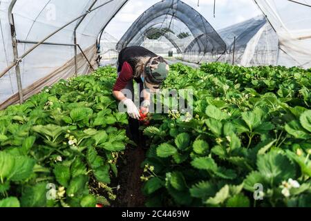 Une fermière mature se plie alors que l'on récolte des fraises en serre Banque D'Images