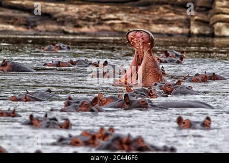 République démocratique du Congo, hippopotames (Hippopotamus amphibius) nageant dans la rivière Banque D'Images