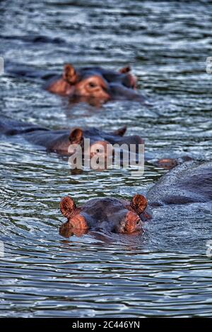 République démocratique du Congo, hippopotames (Hippopotamus amphibius) nageant dans la rivière Banque D'Images