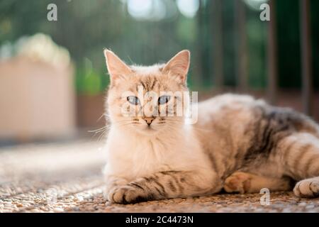 Chat couché sur un sol en pierre et regardant la caméra Banque D'Images