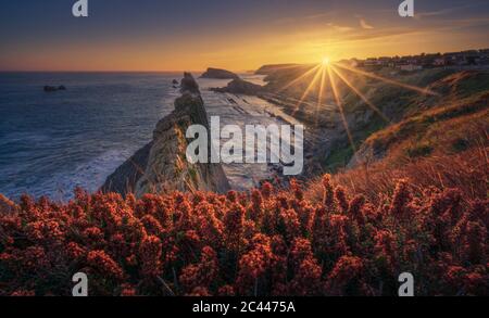 Espagne, Cantabrie, Heather fleurir au bord de la falaise côtière au lever du soleil avec Urros de Liencres en arrière-plan Banque D'Images