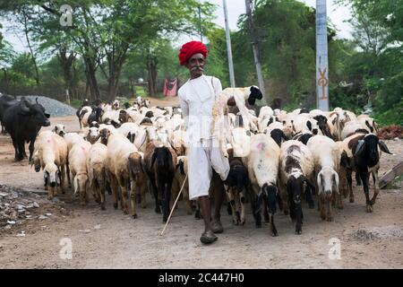 L'image de Shepherds avec des stocks vivants revient à la maison dans le village de Jawai-Bera, Rajasthan, Inde, asie Banque D'Images