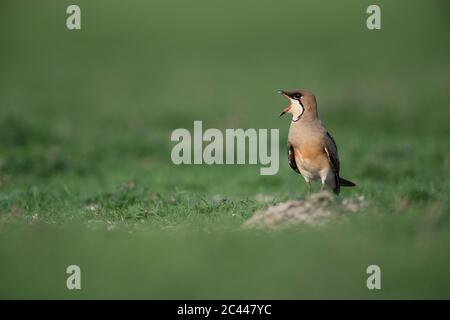 L'image de la pratincole orientale (Glareola maldivarum), près de Pune, Maharashtra, Inde, Asie Banque D'Images