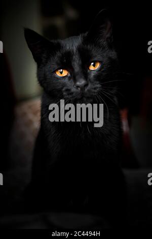 Portrait de chat domestique noir Banque D'Images