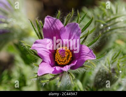 Tête de fleur de paqueflower pourpre (Pulsatilla vulgaris) Banque D'Images