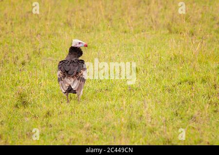 Vautour à tête blanche, Trigonoceps occipitalis, en attente sur terre. Réserve nationale de Masai Mara. Kenya. Afrique. Banque D'Images