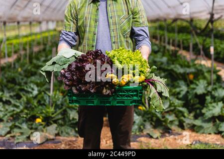 Homme tenant un panier de légumes biologiques fraîchement cueillis Banque D'Images