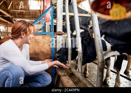 Femme souriante nourrissant des vaches avec les mains tout en se croquant dans la grange Banque D'Images