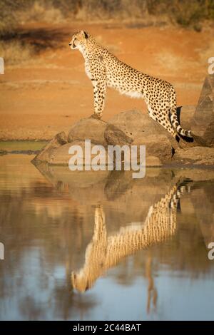 Portrait vertical d'une guépard femelle adulte debout sur un rocher avec son reflet dans l'eau dans la lumière dorée de l'après-midi à Kruger Park en Afrique du Sud Banque D'Images