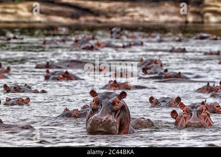 République démocratique du Congo, hippopotames (Hippopotamus amphibius) nageant dans la rivière Banque D'Images