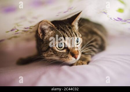 Portrait de chat tabby se cachant sous la couverture Banque D'Images