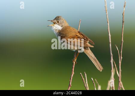 Whitethroat chantant sur le sommet d'une haie cornique Banque D'Images