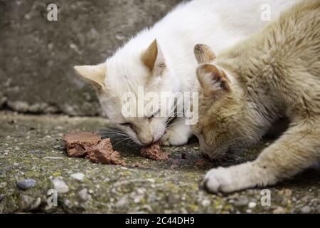 Les chats de la rue abandonnée, la violence envers les animaux, de tristesse Banque D'Images