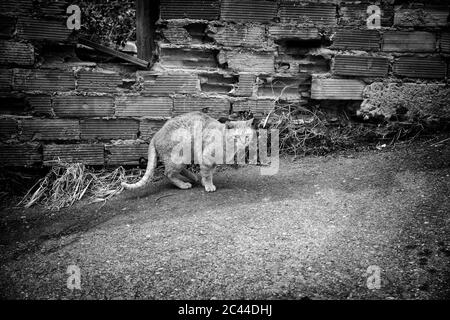 Les chats de la rue abandonnée, la violence envers les animaux, de tristesse Banque D'Images