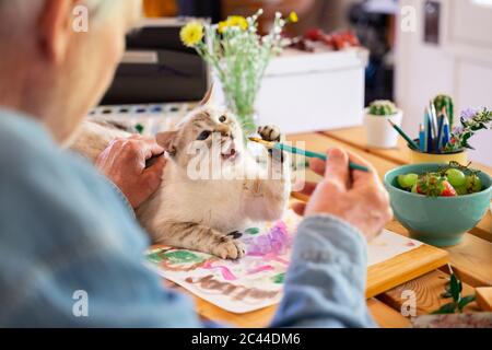 Homme senior qui donne un pinceau pour chat sur table à la maison Banque D'Images