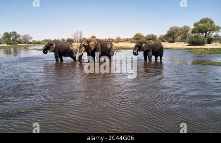 Les éléphants africains se rafraîchisseur en se baignant dans le ciel par temps ensoleillé Banque D'Images