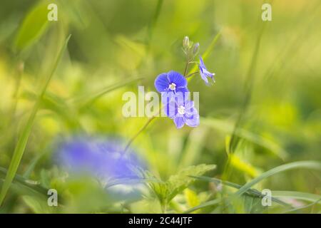 Veronica chamaedrys - de belles fleurs bleu sauvage dans l'herbe verte Banque D'Images