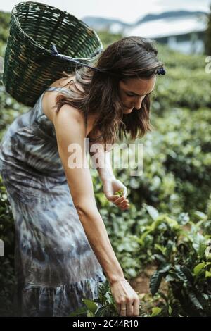 Sri Lanka, province centrale, Katukithula, femme adulte qui cueille du thé dans une plantation Banque D'Images