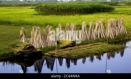 Le plus beau Jute Field au Bangladesh Banque D'Images