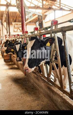 Vaches debout dans la ferme laitière Banque D'Images