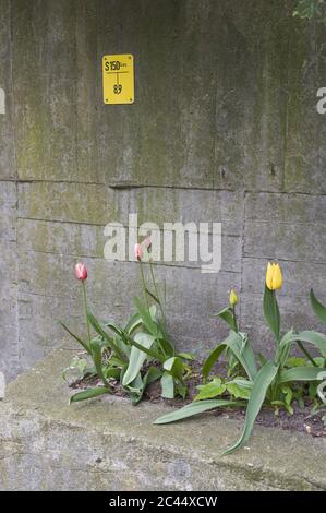 Tulipes sur un mur de béton Banque D'Images