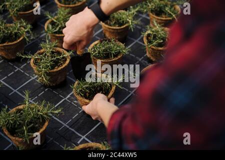 Gros plan de la femme travaillant avec la truelle de main sur les plantes de romarin Banque D'Images