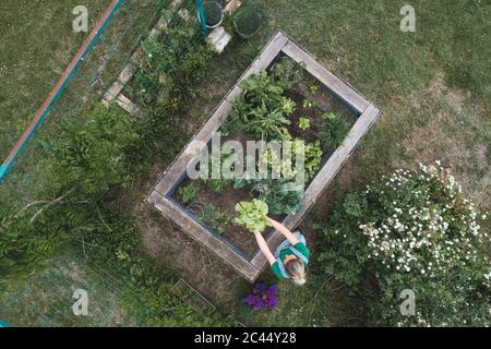 Vue aérienne de la femme examinant les légumes poussant dans le lit surélevé Banque D'Images