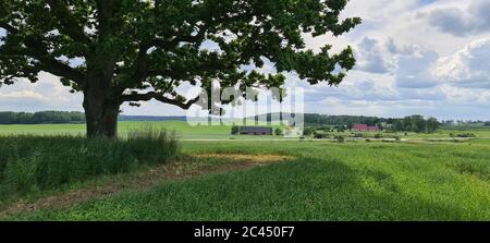 Immense chêne vert sur une colline en Lettonie Banque D'Images