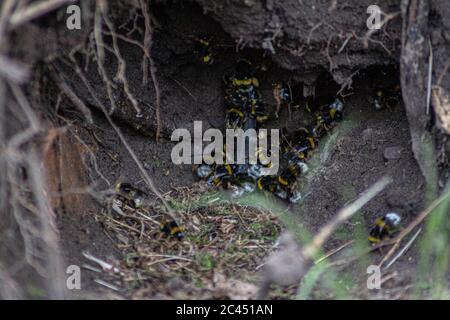 Gros plan grand angle des abeilles dans le nid avec herbe et branches au premier plan Banque D'Images