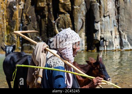 Hamedela, Ethiopie - novembre 2018 : bétail africain de berger et de Longhorn buvant de la rivière, région d'Afar, Ethiopie Banque D'Images