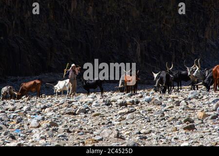 Hamedela, Ethiopie - novembre 2018 : bétail africain de berger et de Longhorn buvant de la rivière, région d'Afar, Ethiopie Banque D'Images