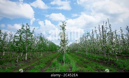 Route de ferme entre les rangées de pommiers. Beaucoup de plantules en fleurs dans l'herbe verte Banque D'Images