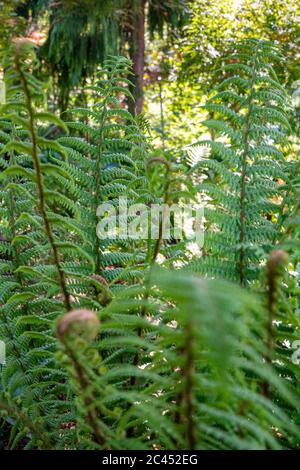 Des fougères en gros plan poussent à l'extérieur. Banque D'Images