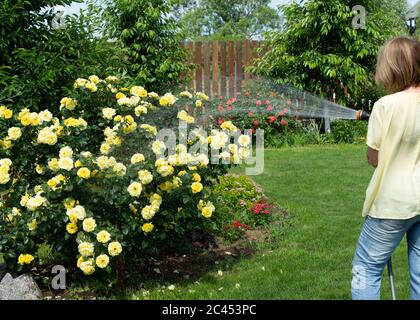 Une femme abreuvoir un grand Bush de roses jaunes dans le jardin. Vaporise de l'eau sur un tuyau. Le jardin est rempli de lumière du soleil. Banque D'Images