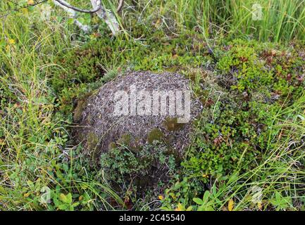 Gros plan des monticules Ant du formica lugubris dans la toundra arctique, au nord de la Suède Banque D'Images