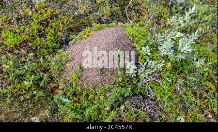Gros plan des monticules Ant du formica lugubris dans la toundra arctique, au nord de la Suède Banque D'Images